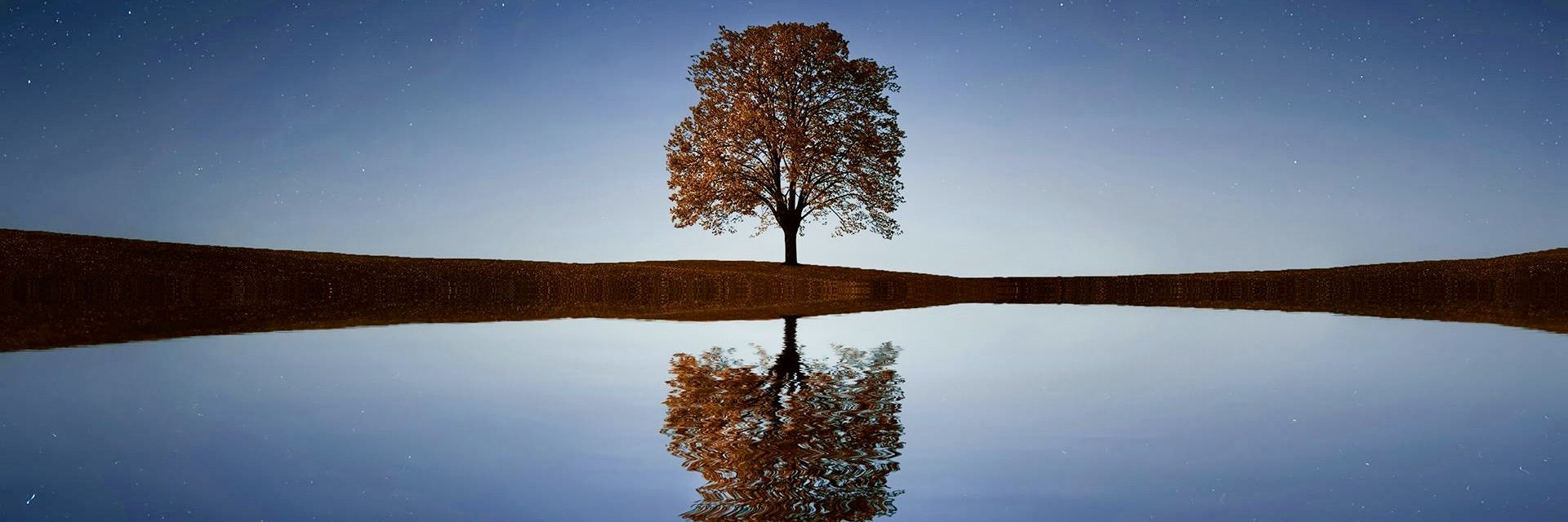 Tree on lake