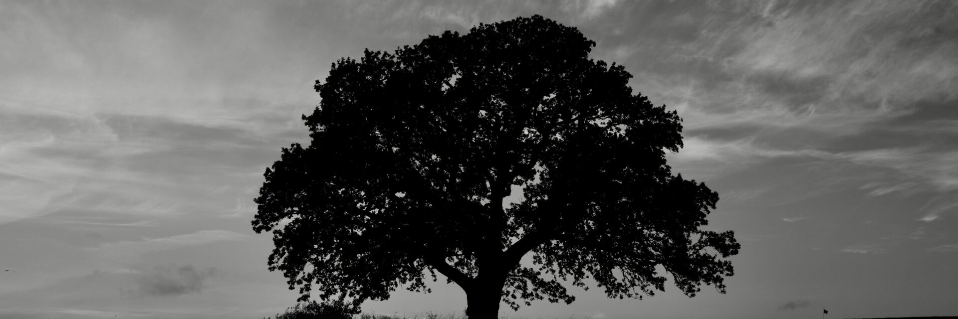 Black and white tree