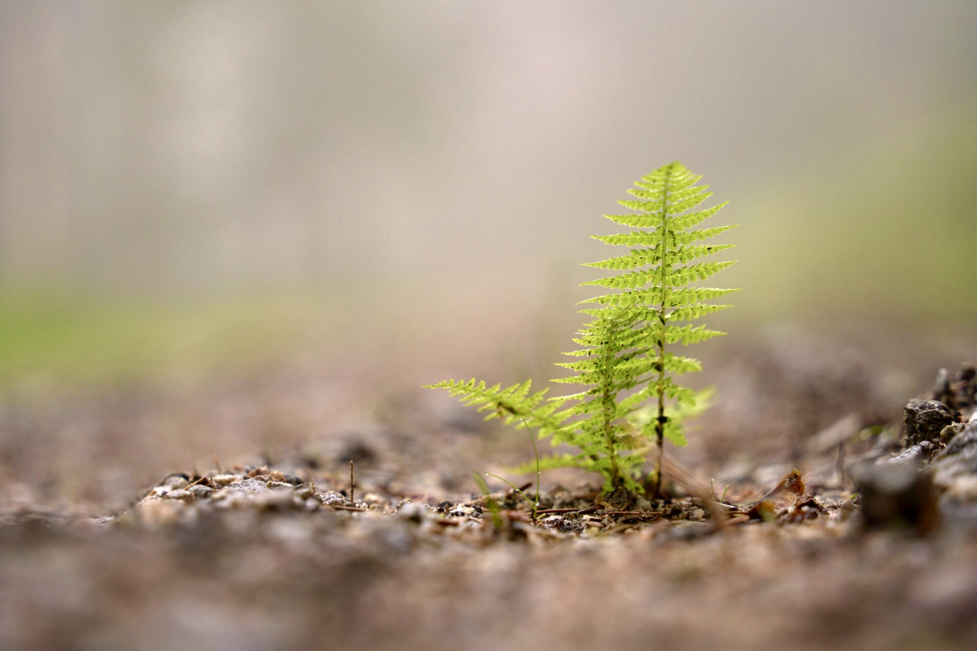 Growing Around Grief: Embrace Healing After Loss 4 Fern growing
