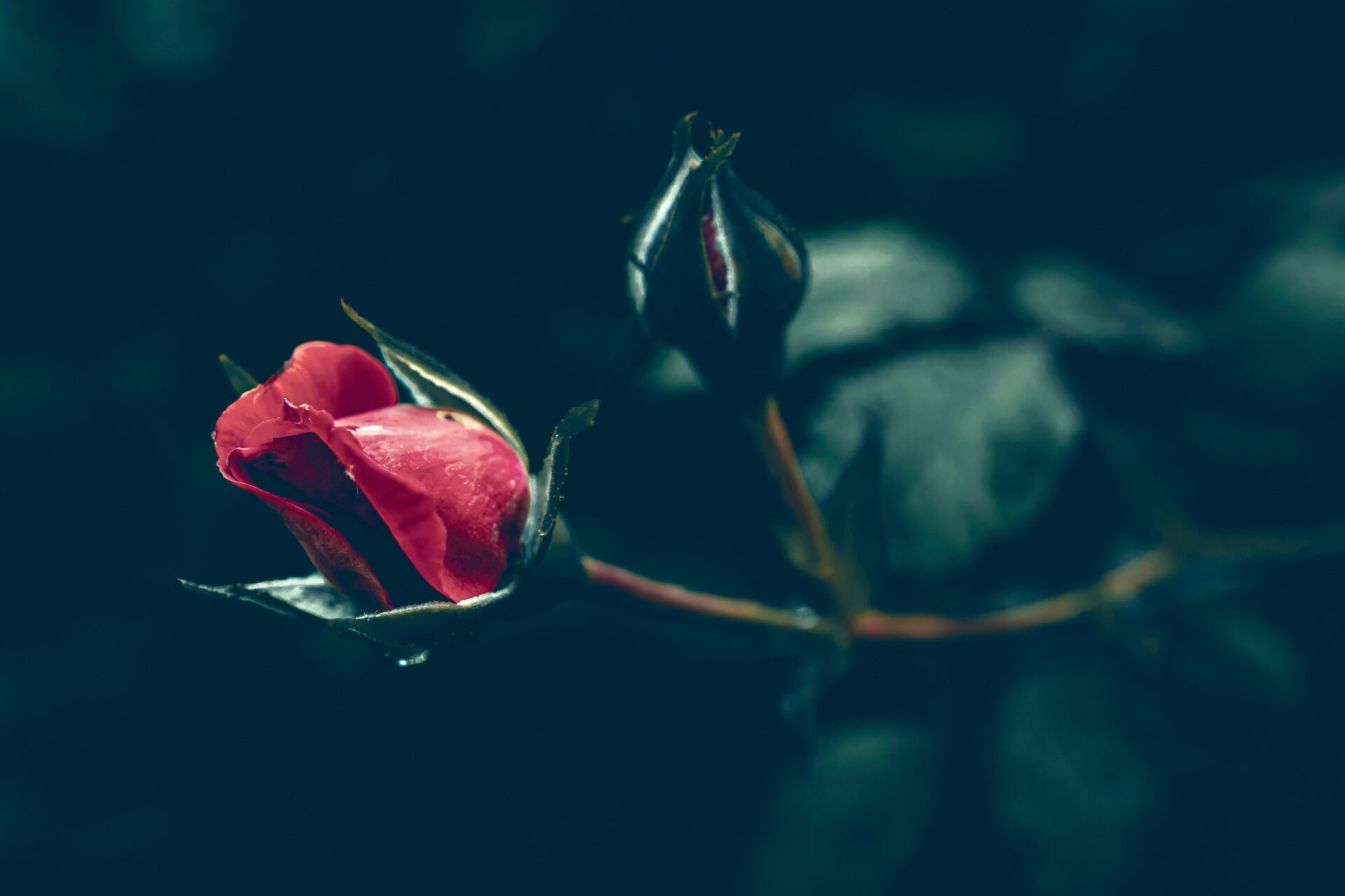 Poems About Death: Timeless Words of Grief & Healing 4 Single red rose