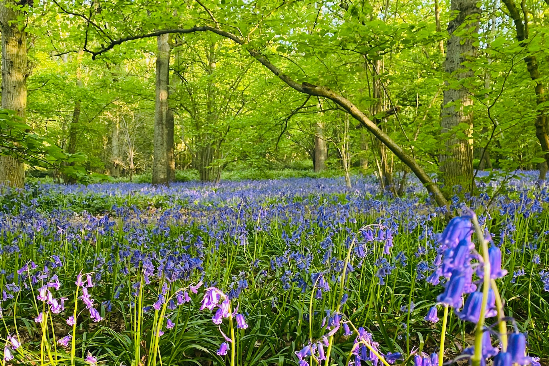 template-location 2 Hero